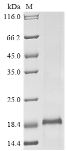 Recombinant Dog Thyrotropin subunit beta (TSHB) - image 1