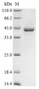 Recombinant Mouse Tsukushi (Tsku) - image 1