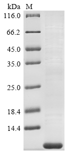 Recombinant Human Tetraspanin-2 (TSPAN2) , partial - image 1