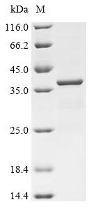 Recombinant Human Alpha-tocopherol transfer protein (TTPA) - image 1