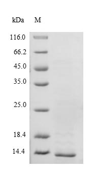 SDS-PAGE- Recombinant protein Mouse Ttr