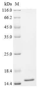 Recombinant Pig Transthyretin (TTR) - image 1