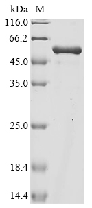 Recombinant Lactobacillus reuteri Elongation factor Tu (tuf) - image 1
