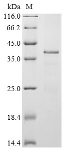 Recombinant Mouse Twist-related protein 1 (Twist1) - image 1
