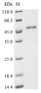 Recombinant Human Splicing factor U2AF 65 kDa subunit (U2AF2) - image 1