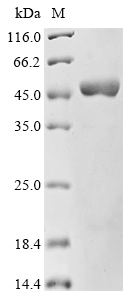 (Tris-Glycine gel) Discontinuous SDS-PAGE (reduced) with 5% enrichment gel and 15% separation gel.