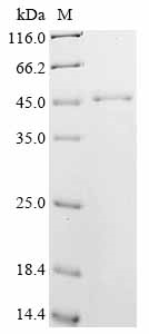 Recombinant Mouse Vasodilator-stimulated phosphoprotein (Vasp) - image 1