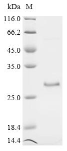 Recombinant Bovine Vascular endothelial growth factor A (VEGFA) - image 1