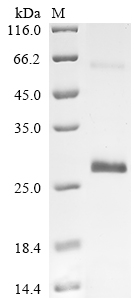 Recombinant Horse Vascular endothelial growth factor A (VEGFA) - image 1