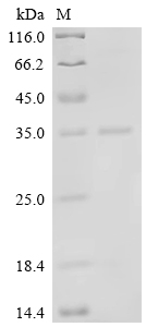 Recombinant Human Vascular endothelial growth factor A (VEGFA) - image 1