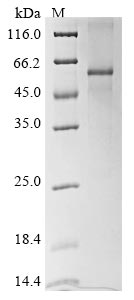 Recombinant Human Vascular endothelial growth factor B (VEGFB) - image 1
