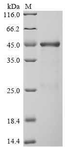 Recombinant Human Neurosecretory protein VGF (VGF) , partial - image 1