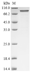 Recombinant Rat Neurosecretory protein VGF (Vgf) - image 1
