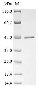 CSB-EP025850HU