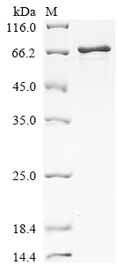 Recombinant Mouse Vitronectin (Vtn) - image 1