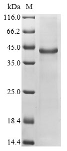 Recombinant Mouse Cellular communication network factor 6 (Ccn6) - image 1