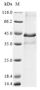 Recombinant Mouse Proto-oncogene Wnt-1 (Wnt1) - image 1