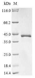 Recombinant Mouse Protein Wnt-2 (Wnt2) - image 1