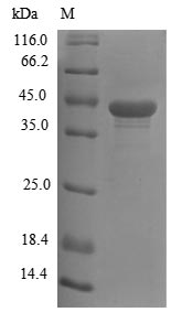 SDS-PAGE- Recombinant protein Mouse Wnt3