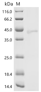 Recombinant Mouse Protein Wnt-3a (Wnt3a) - image 1