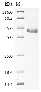 Recombinant Mouse Protein Wnt-4 (Wnt4) - image 1