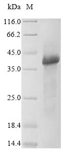SDS-PAGE- Recombinant protein Human WNT5A