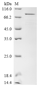 Recombinant Human Transcriptional coactivator YAP1 (YAP1) - image 1