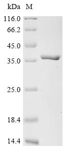 Recombinant Mouse 14-3-3 protein eta (Ywhah) - image 1
