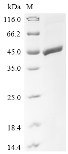 Recombinant Mouse Zona pellucida sperm-binding protein 3 (Zp3) - image 1