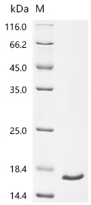 Recombinant mouse Interferon gamma (Ifng) - image 1