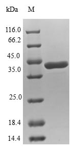 SDS-PAGE - Recombinant Human NUDT2