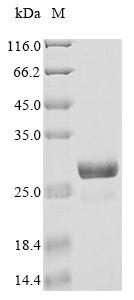 Recombinant Glycine max FT-like protein (FTL3) - image 1