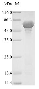 Recombinant Lachnospiraceae bacterium A4 Flagellin - image 1