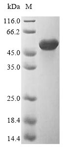 Recombinant uncultured bacterium Flagellin - image 1