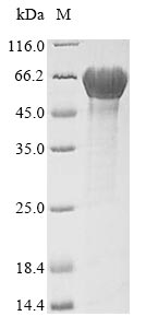 Recombinant Escherichia coli O157:H7 flagellin (fliC) - image 1