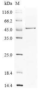 Recombinant Human Heterogeneous nuclear ribonucleoproteins A2/B1 (HNRNPA2B1) - image 1