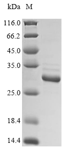 (Tris-Glycine gel) Discontinuous SDS-PAGE (reduced) with 5% enrichment gel and 15% separation gel.