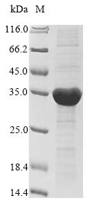 Recombinant Nostoc sp. All1616 protein (all1616) - image 1