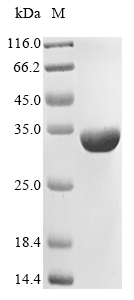 Recombinant Nostoc sp. All1616 protein (all1616) - image 1
