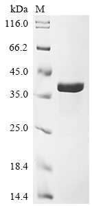 Recombinant Vaccinia virus Intermediate transcription factor 3 small subunit (VITF3S) - image 1