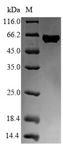 SDS-PAGE- Recombinant protein Escherichia fliC