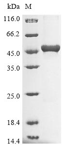 (Tris-Glycine gel) Discontinuous SDS-PAGE (reduced) with 5% enrichment gel and 15% separation gel.
