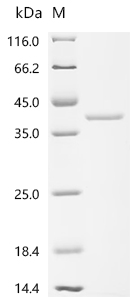 Recombinant Escherichia coli Chaperedoxin (cnoX) - image 1