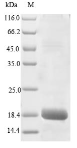 SDS-PAGE- Recombinant protein Macaca IL4