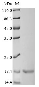 Recombinant Lactobacillus plantarum Bacteriocin plantaricin-A (plnA) - image 1
