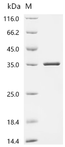 Recombinant Escherichia coli N-acetylmuramoyl-L-alanine amidase AmiD (amiD) - image 1