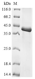 Recombinant Hordeum vulgare Gamma-hordein-3 - image 1
