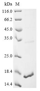Recombinant Macadamia integrifolia Antimicrobial peptide 1 - image 1