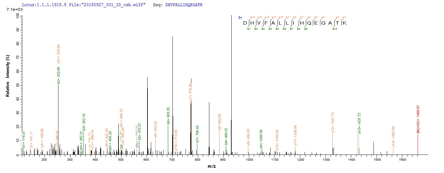 Based on the SEQUEST from database of E.coli host and target protein, the LC-MS/MS Analysis result of CSB-EP305524LDV could indicate that this peptide derived from E.coli-expressed Lentinula edodes (Shiitake mushroom) (Lentinus edodes) N/A.