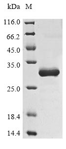 Recombinant Viscum album Chitin-binding lectin - image 1